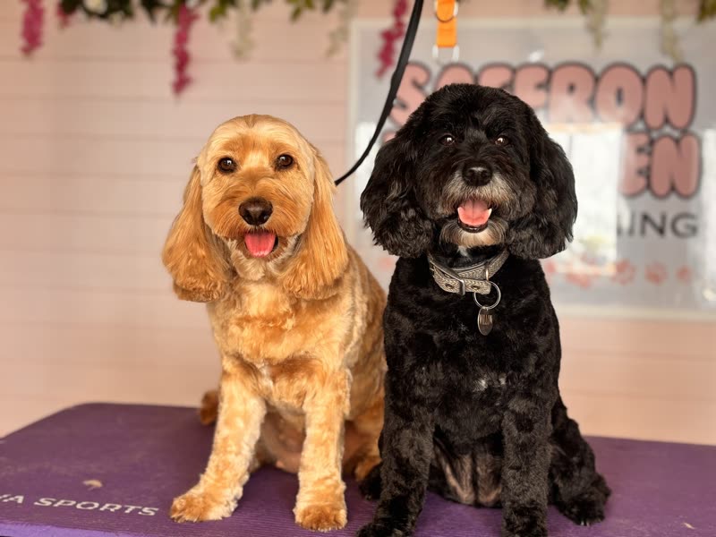 A golden cocker spaniel and a black cockapoo sitting together on the purple grooming table in the salon