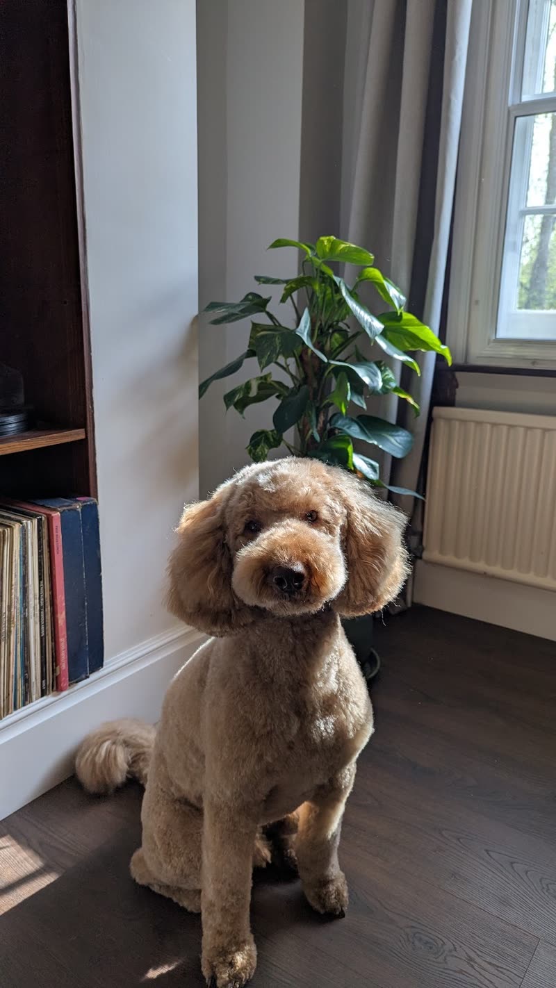 An apricot cockapoo with a rounded teddy-bear face trim sitting in a bright living room by a window